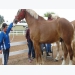 Mobile app updated to estimate horse bodyweight