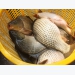 Hiệu quả nuôi cá chép giòn tại Khánh Hòa