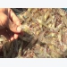 Shrimp export expects to face difficulties this year