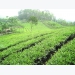 Phu Tho to invest 5 million USD in tea industry development
