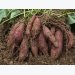 Irrigation & pest control in sweet potatoes