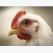 Lauric acid has potential to be used as AB alternative in poultry production