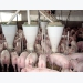 Methionine beyond protein synthesis in growing pigs