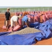 Cashew price to recover this year