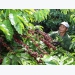 Coffee firms should focus on deep processing insiders