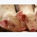 Fiber in rice co-products characterized for swine diets