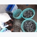 Việt Nam targets $4.2b in shrimp export value this year