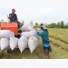 Central bank urges more support for rice farmers