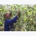 Quang Tri enjoys bumper black berry crop, good price