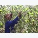 Quang Tri enjoys bumper black berry crop, good price