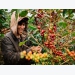 Viet Nam coffee growers warned of gloomy future