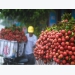 Bac Giang plans and produces 50 hectares of lychee to export to Japan