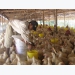 Price of poultry meat plummets