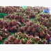 Dragon fruit price rises as export opportunities open up