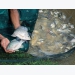 Tilapia lake virus resistance breakthrough announced