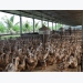 Duck farmers urged to meet biosafety standards