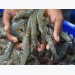 MPEDA plays down coronavirus impacts to Indian seafood exports