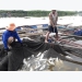 Hà Tĩnh cage fish farmers restore production