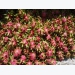 Long An: More than 100 tons of dragon fruits ‘exported’ every day by sea