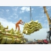 Vietnamese rice export price reaches record level