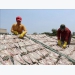 Tiền Giang - Làm giàu từ nghề cá khô truyền thống