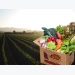 Agricultural products go online