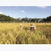 Seasonal organic rice revival in Mekong Delta