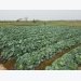 How COVID-19 is affecting northern Vietnamese veggie supplying market