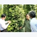 Pepper farmers in dire need for direction for consumption