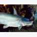 Hybrid Catfish Offer Performance Advantages for US Catfish