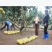 Hoa Binh calls for investment in sustainable agriculture development