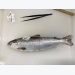 Krill content has huge impact on smolt growth and welfare