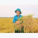 Vietnamese rice more pricey than Thailand’s
