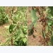 Loại bọ ban đêm ăn lá gây hại hàng chục ha quế