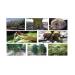 benh-nam-phytophthora-palmivora-tan-pha-cay-an-qua