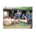 Tìm Hướng Đi Cho Chợ Lợn Ở An Nội Hà Nam
