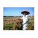 dau-phung-duoc-mua-o-quang-nam