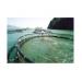 duoc-nuoi-ca-long-o-ho-thuy-dien-song-tranh-2