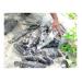 ca-mu-chet-hang-loat-do-o-nhiem-nguon-nuoc-o-dam-cu-mong-song-cau-phu-yen