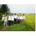hoi-thao-danh-gia-mo-hinh-thu-nghiem-giong-lua-chiu-man-o-thai-binh