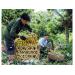 san-luong-vai-thieu-chin-som-o-bac-giang-tang-va-duoc-gia