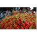 xuat-khau-thanh-long-chinh-ngach-dat-5-2-trieu-usd-trong-4-thang-dau-nam-o-binh-thuan