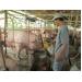 Phòng, chống nắng nóng và giám sát dịch bệnh trên đàn vật nuôi