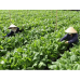 Sản xuất rau theo hướng an toàn Viet GAP vẫn gặp hạn chế về thị trường đầu ra