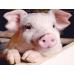 Dòng tế bào mới của Bộ Nông nghiệp Mỹ giúp xác định huyết thanh virút gây bệnh lở mồm long móng