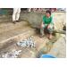Cá biển và cá nuôi lồng lại chết hàng loạt ở Thừa Thiên - Huế