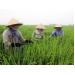 Canh tác lúa mùa ứng phó thời tiết xấu
