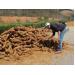 Bán tháo cây thuốc quý cho Trung Quốc, giá 5kg chỉ bằng ổ bánh mì