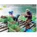 Hàu sạch Thái Bình Dương không nuôi bằng lốp cao su