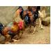 Nghiên cứu sử dụng các sản phẩm phụ từ quá trình sản xuất ethanol sinh học làm thức ăn cho gà